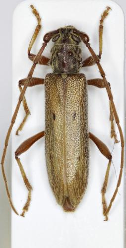 Didymocantha quadriguttata